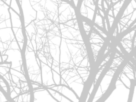 shadow of the tree branches that no leaves on white wallの写真素材