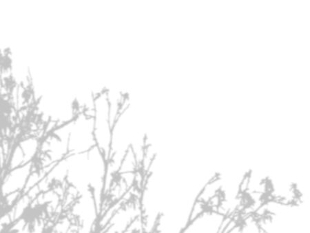 shadow of the tree branches that no leaves on white wall