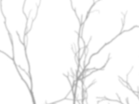 shadow of the tree branches that no leaves on white wallの写真素材