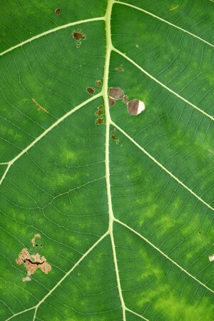 Close Up Of Green Leaf Texture