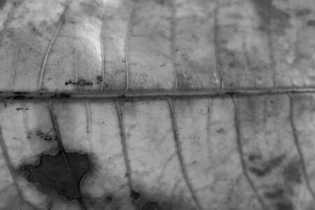 Black and white close up leaf textureの写真素材