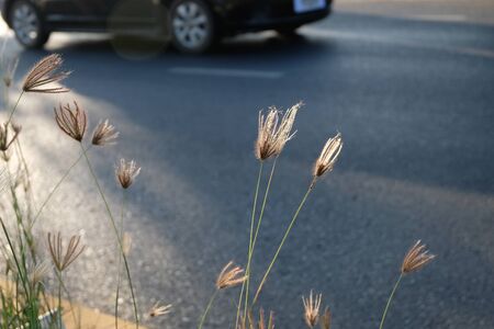 Beautiful grass flowers on roadsideの写真素材