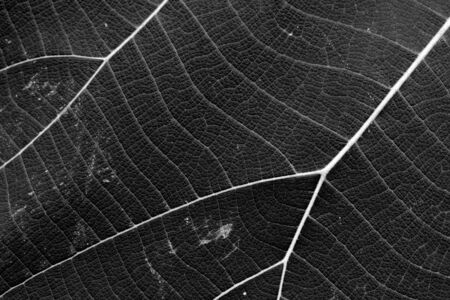 dry black and white leaf texture