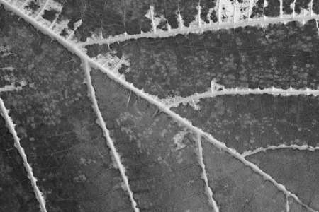 dry black and white leaf textureの写真素材