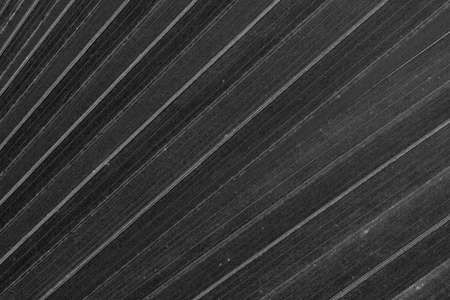 dry black and white leaf palm textureの写真素材