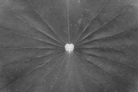 lotus leaf texture background black and white color