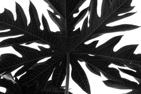 papaya leaf black and white texture backgroundの写真素材