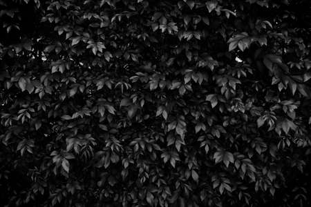 soft focus, black and white leaf backgroundの写真素材