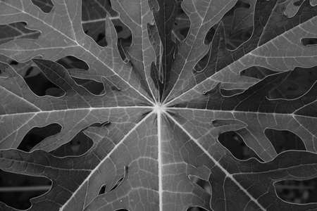 papaya leaf black and white texture background