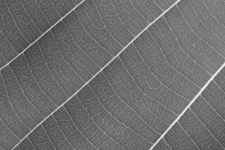 dry black and white leaf textureの写真素材