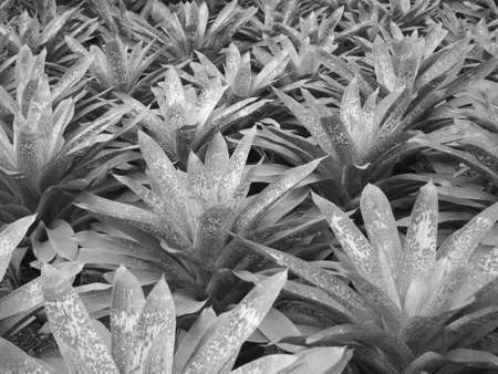 soft focus, black and white leaf backgroundの写真素材