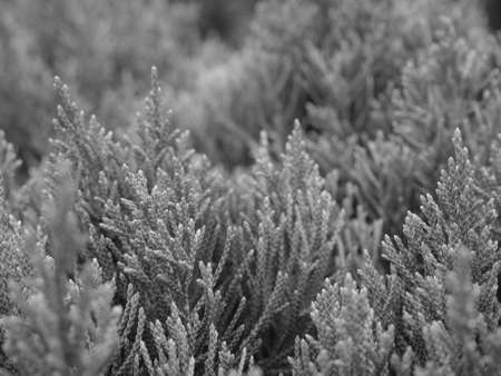 black and white leaves of pine tree backgroundの写真素材