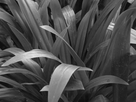 soft focus, black and white leaf textureの写真素材