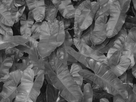 soft focus, black and white leaf backgroundの写真素材