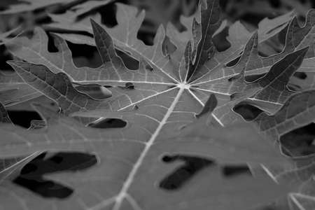 papaya leaf black and white texture backgroundの写真素材