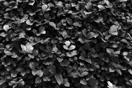 soft focus, black and white leaf background