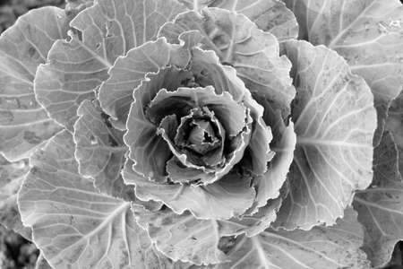 soft focus, black and white leaf background