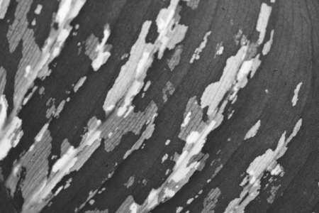 dry black and white leaf textureの写真素材