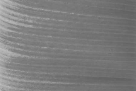 black and white color old banana leaf background