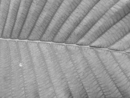 dry black and white leaf texture