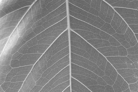 dry black and white leaf texture