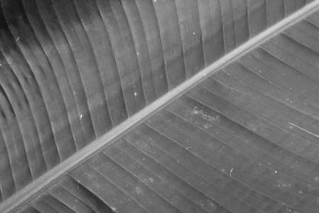 black and white color old banana leaf background