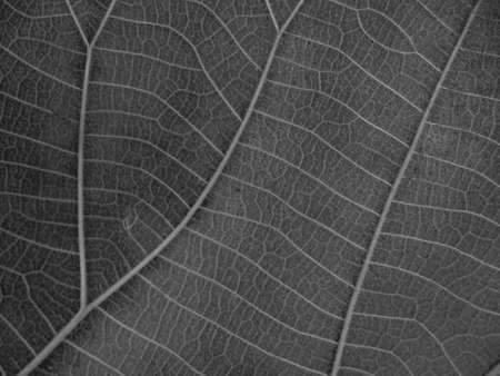 dry black and white leaf texture