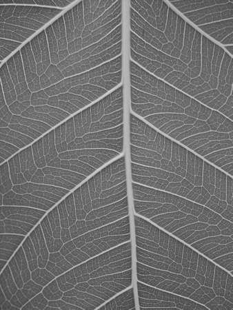 dry black and white leaf textureの写真素材