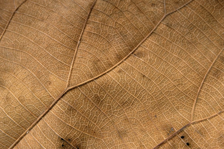 Brown Teak leaf close up