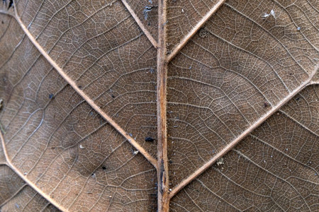 Brown Teak leaf close upの写真素材