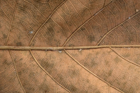 Brown Teak leaf close upの写真素材