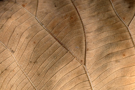 Brown Teak leaf close upの写真素材