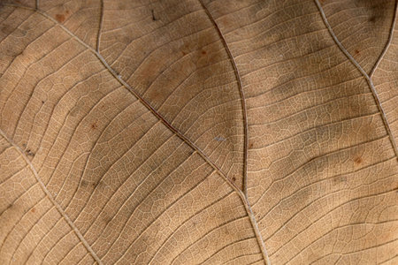 Brown Teak leaf close upの写真素材