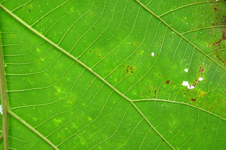 green Teak leaf close upの写真素材