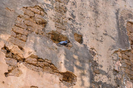 pigeon bird in action on wallの写真素材