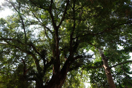 leaf and tree nature backgroundの写真素材