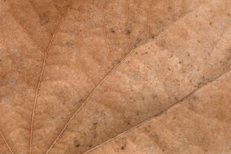 Brown Teak leaf close upの写真素材