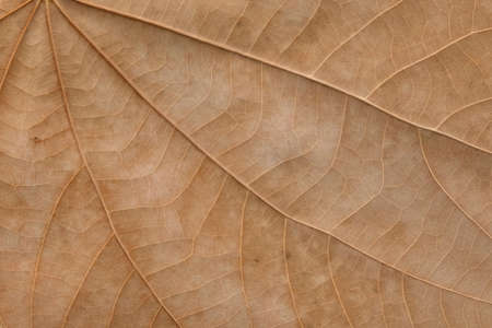 Brown Teak leaf close up