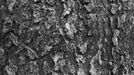 Black and white bark wood texture. Old cracked wooden surfaceの写真素材