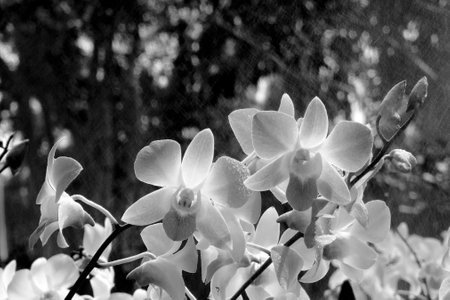 black and white orchid in the gardenの写真素材