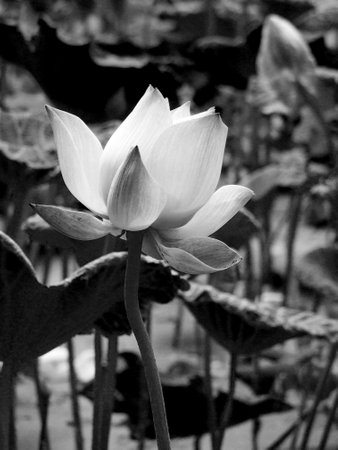 black and white Lotus flower close up backgroundの写真素材