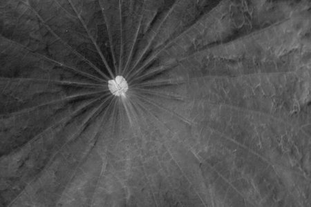 black and white Lotus leaf close up backgroundの写真素材