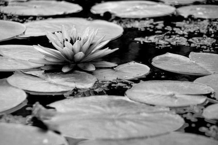 black and white Lotus flower close up backgroundの写真素材