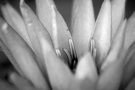 black and white Lotus flower close up backgroundの写真素材