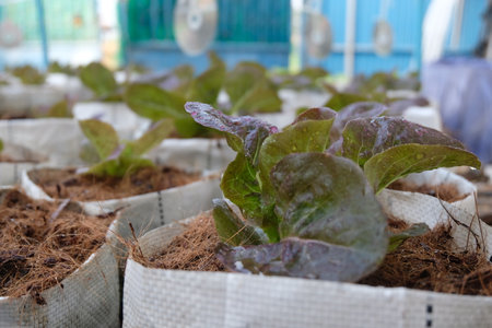 Fresh organic green cos lettuce growing on a natural farm.の写真素材