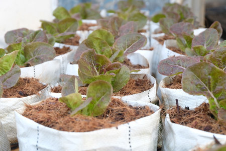 Fresh organic green cos lettuce growing on a natural farm.の写真素材