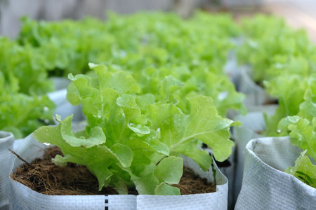 Fresh organic green oak lettuce growing on a natural farm.の写真素材