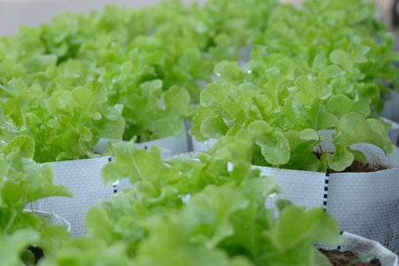 Fresh organic green oak lettuce growing on a natural farm.の写真素材