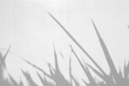 leaf shadows on a white wallの写真素材