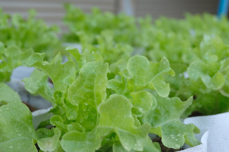Fresh organic green oak lettuce growing on a natural farm.の写真素材